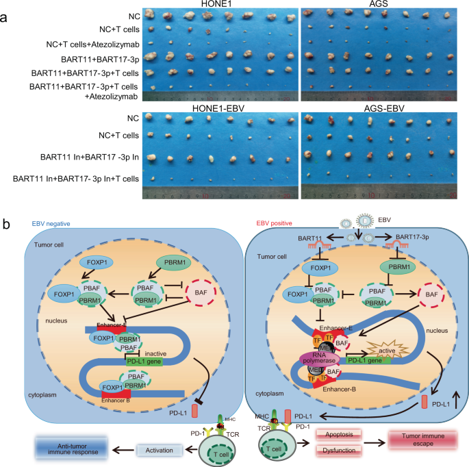 PD-L1 upregulation by lytic induction of Epstein-Barr Virus - ScienceDirect