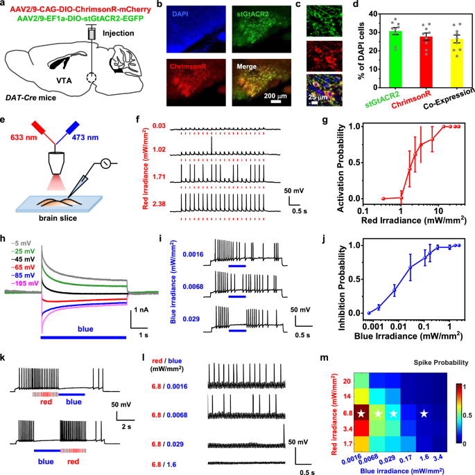 Electrical recording during optogenetic inhibition of