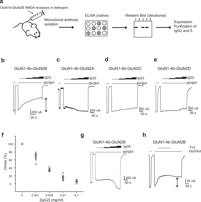 Development and characterization of functional antibodies targeting NMDA  receptors | Nature Communications