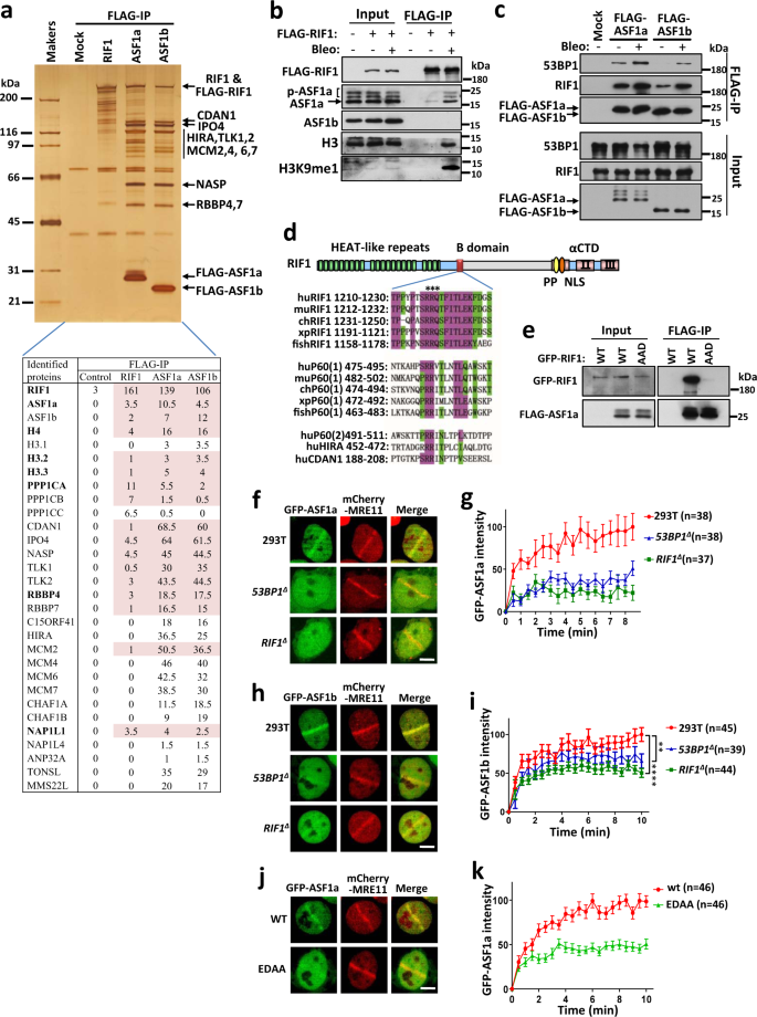 Rif1 Asf1 Mediated High Order Chromatin Structure Safeguards Genome Integrity Nature Communications