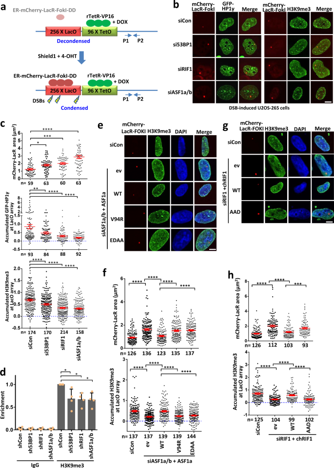 Fig. 5: 53BP1-RIF1–ASF1 condenses chromatin flanking DSBs.