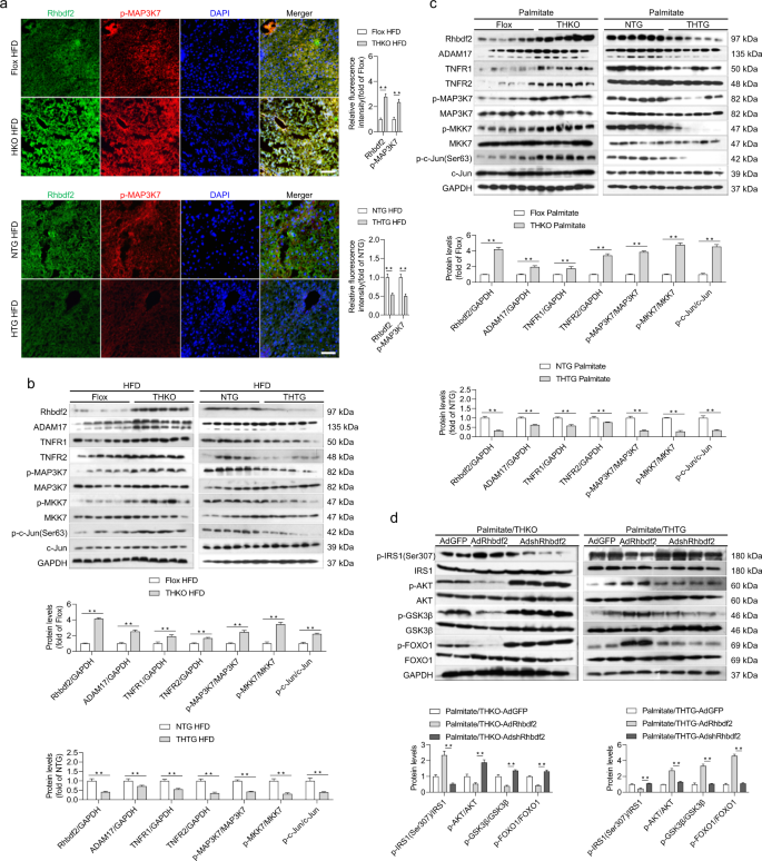Fig. 5: Inactivation of Rhbdf2–MAP3K7 axis is essential for Trim31 function.