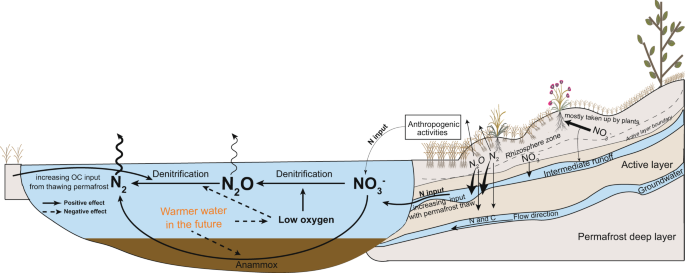Fig. 5: Conceptual model of potential fluvial N and/or N2O processes and pathways with deeper thaw in a warmer climate.