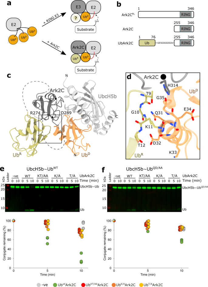 Ubiquitin And A Charged Loop Regulate The Ubiquitin Ligase Activity Of Ark2c Nature Communications