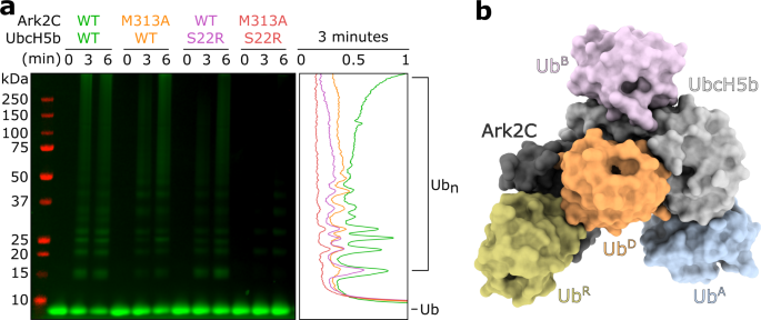 Ubiquitin And A Charged Loop Regulate The Ubiquitin Ligase Activity Of Ark2c Nature Communications