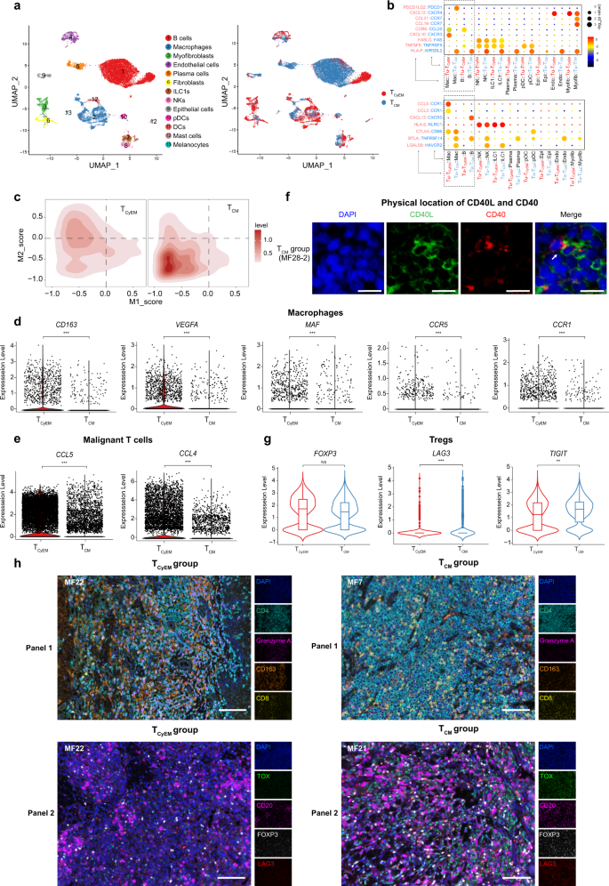 Fig. 6: The origin of malignant T cells determines the tumor microenvironment.