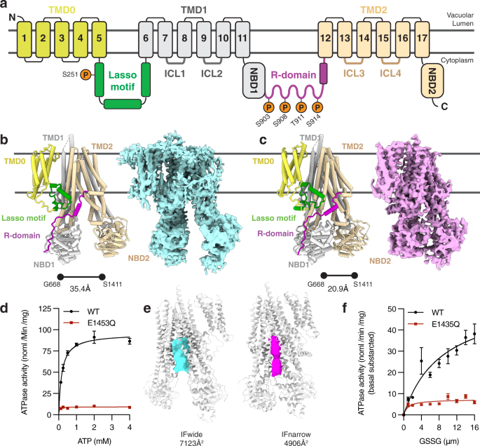 Fig. 1: The regulatory architecture of Ycf1 determined by cryo-EM.