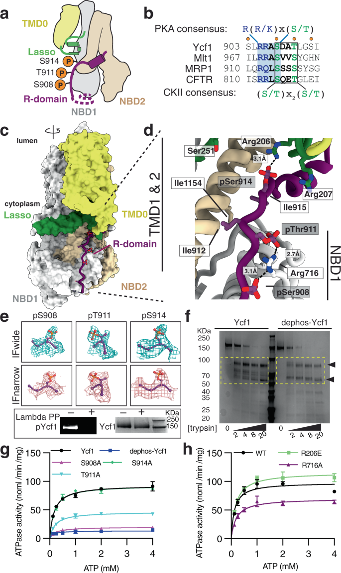 Fig. 2: The R-domain engages Ycf1 through an extensive phosphorylation-dependent network.