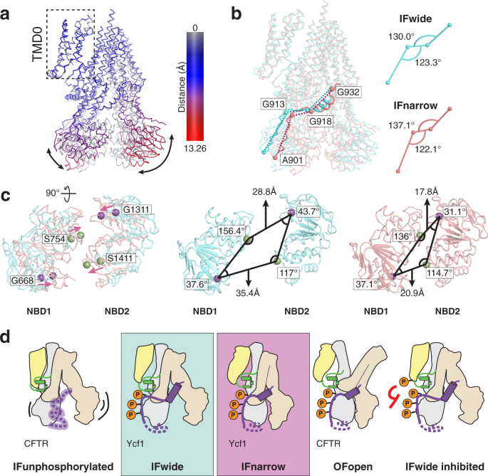 Fig. 4: Proposed model for catalytic control in Ycf1 relies on transitions of the rigid R-domain architecture from IFwide to IFnarrow.