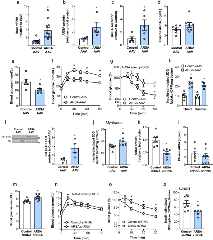 Fig. 4: Effects of liver-specific ARSA overexpression and knockdown on glycemic control.
