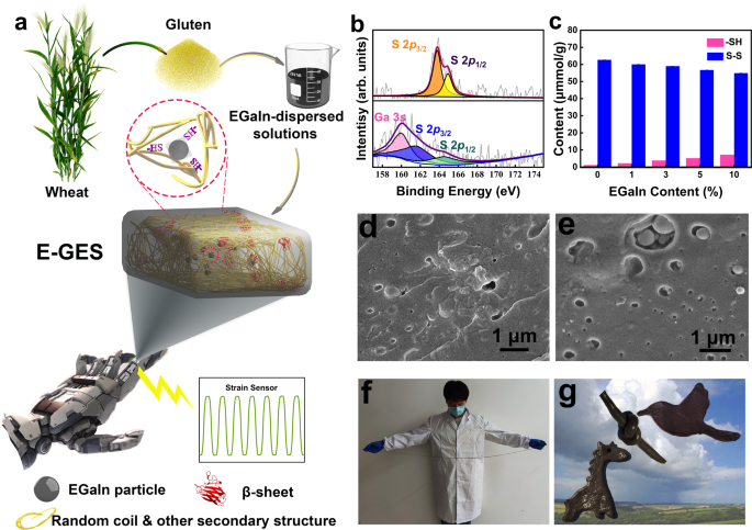 Fig. 1: Schematic drawings of preparing E-GES and analysis of the interaction between EGaIn and -SH groups of gluten in E-GES.