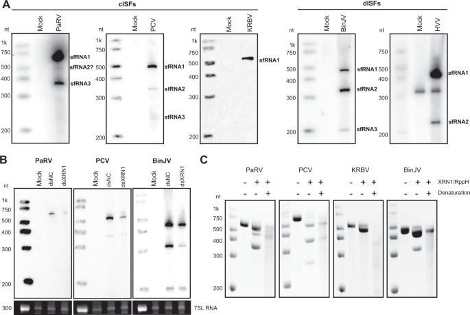 Fig. 1: Classical and dual host-associated ISFs produce sfRNAs by employing XRN1-resistance mechanism.