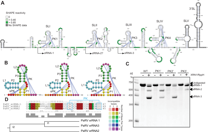 Fig. 3: cISFs PaRV contains multiple copies of divergent class 1b xrRNAs.