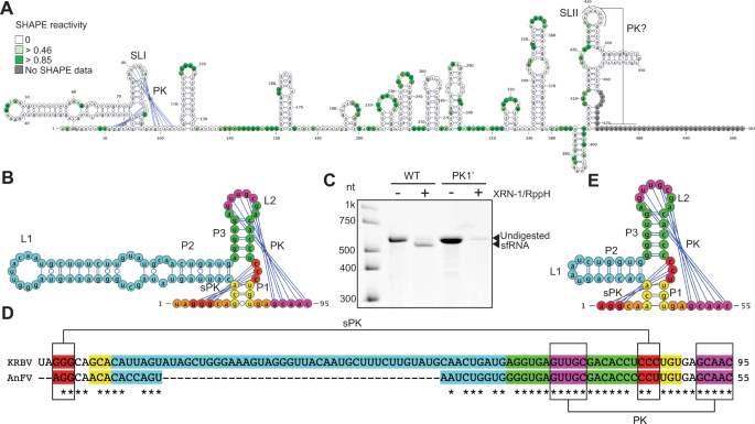Fig. 5: Anopheles-associated ISFs contain a single copy of xrRNA, which shares features of class 1a and class 1b xrRNAs.