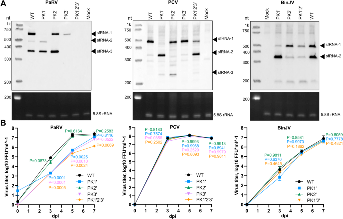 Fig. 7: Effect of sfRNA deficiency on replication of ISFs in mosquito cells.