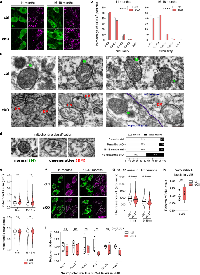 Fig. 8: Nato3 is essential for mitochondrial integrity in midbrain DA neurons.