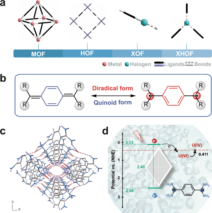 Halogen Hydrogen Bonded Organic Framework Xhof Constructed By Singlet Open Shell Diradical For Efficient Photoreduction Of U Vi Nature Communications