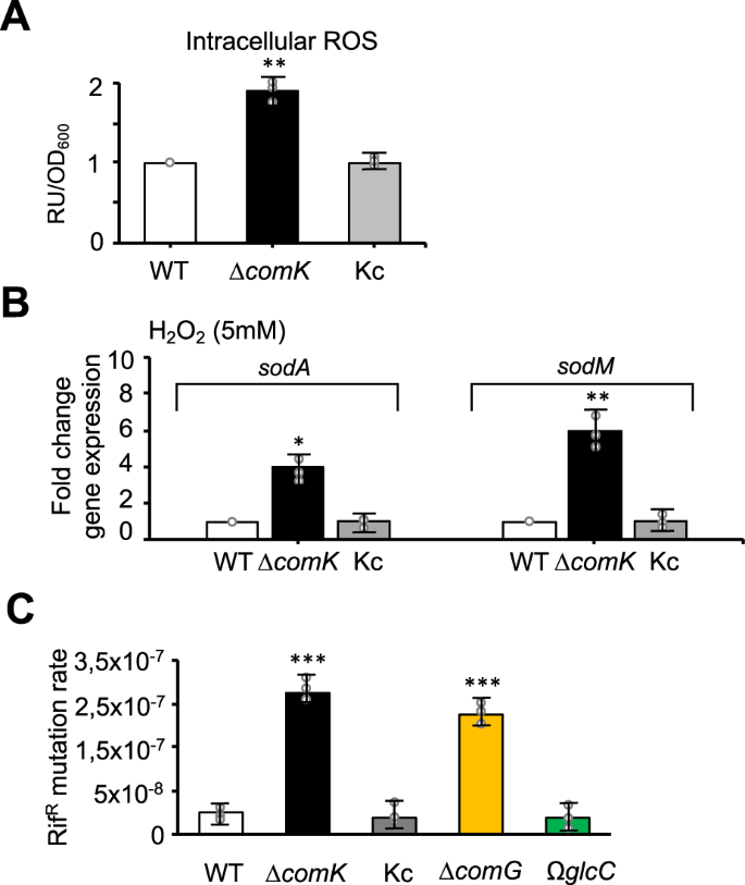 Stress-induced inactivation of the Staphylococcus aureus purine  biosynthesis repressor leads to hypervirulence