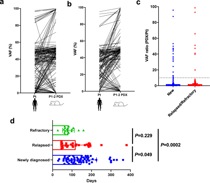 Fig. 3: Stable and rapid engraftment of relapsed/refractory AML into PDX.