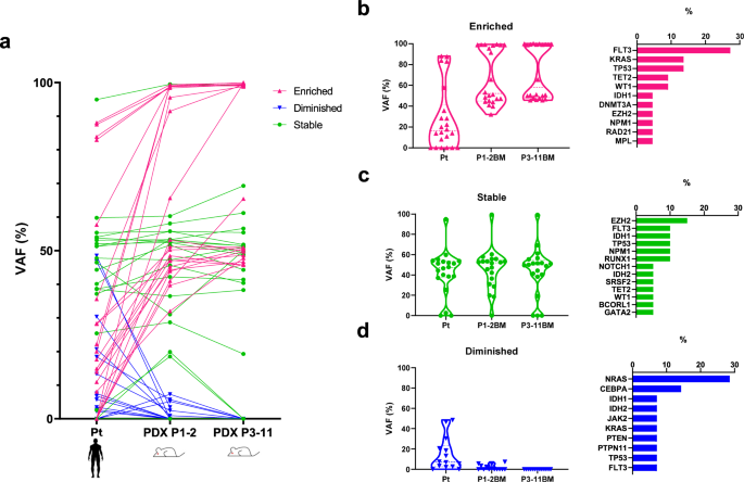 Fig. 4: Clonal selection occurs in AML-PDX models through PDX passaging.