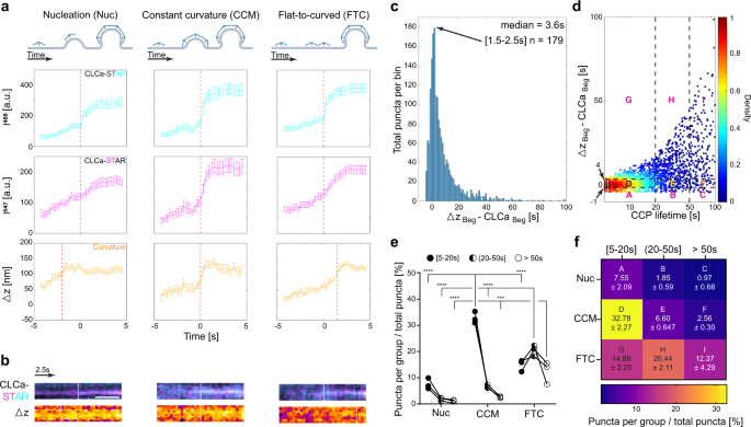 Fig. 3: CCVs start forming through a gradient of clathrin and curvature lifetimes in Cos-7 cells.
