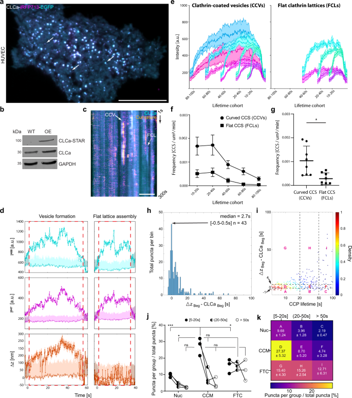 Fig. 5: Majority of CCVs form simultaneously with clathrin arrival in HUVECs.