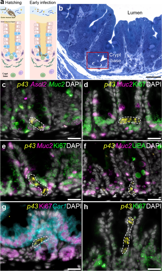 Fig. 1: Whipworm L1 larvae are predominantly associated with mitotically active cells at the bottom of the crypts of Lieberkühn in the caecum.