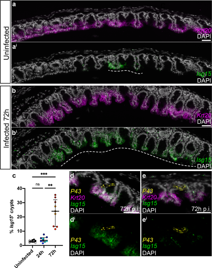Fig. 9: Expansion of crypts with enterocytes expressing Isg15 upon whipworm infection.