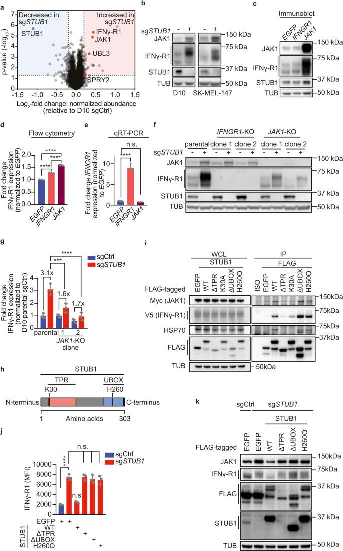 Fig. 2: STUB1 destabilizes cell-surface IFNγ-R1 in JAK1-dependent and JAK1-independent manners.