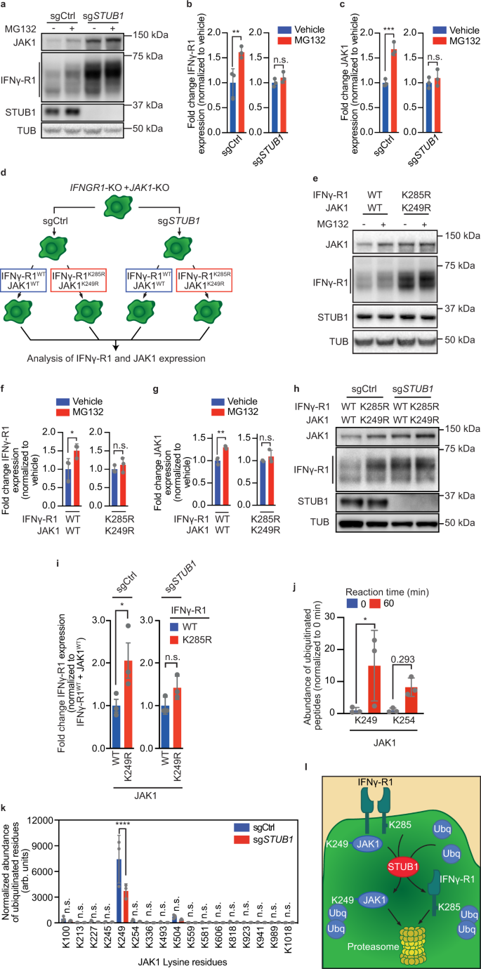Fig. 3: STUB1 drives proteasomal degradation of IFNγ receptor complex through IFNγ-R1K285 and JAK1K249 residues.