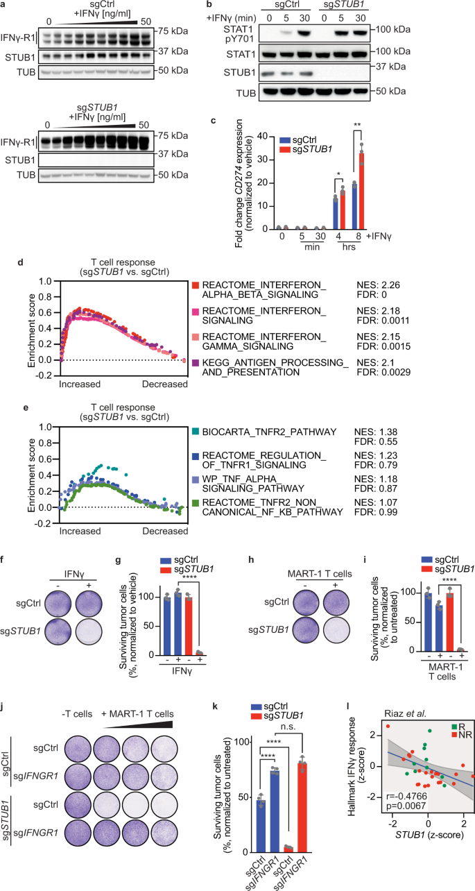 Fig. 4: STUB1 inactivation sensitizes melanoma cells to cytotoxic T cells through amplified IFNγ signaling.
