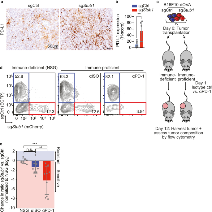 Fig. 5: STUB1 inactivation enhances IFNγ signaling and increases anti-PD-1 response in heterogeneous tumors with wildtype cells, but not in homogenous STUB1-deficient tumors.