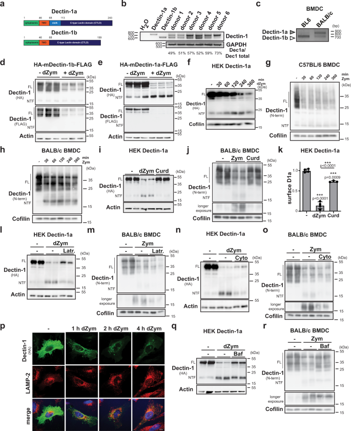 Fig. 1: Differential degradation of Dectin-1 isoforms.
