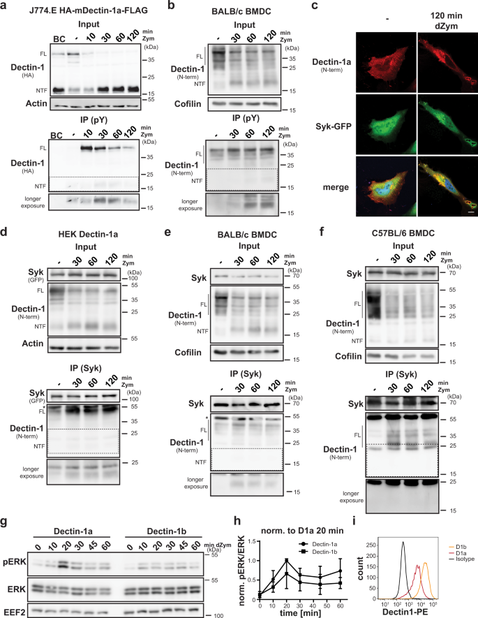 Fig. 2: The Dectin-1a NTF persists in a signalling-competent state.