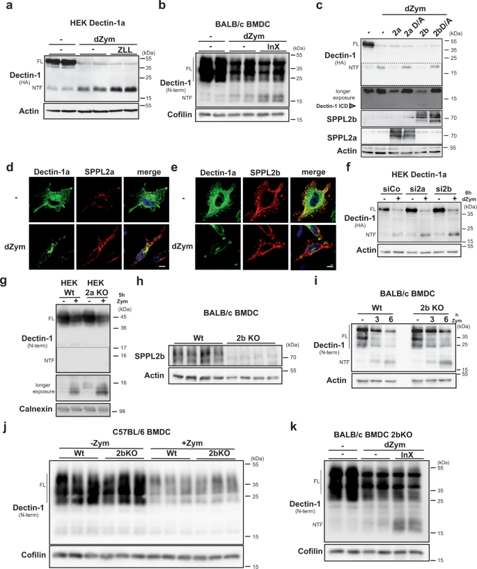 Fig. 3: The Dectin-1a NTF is processed by SPPL2 proteases.
