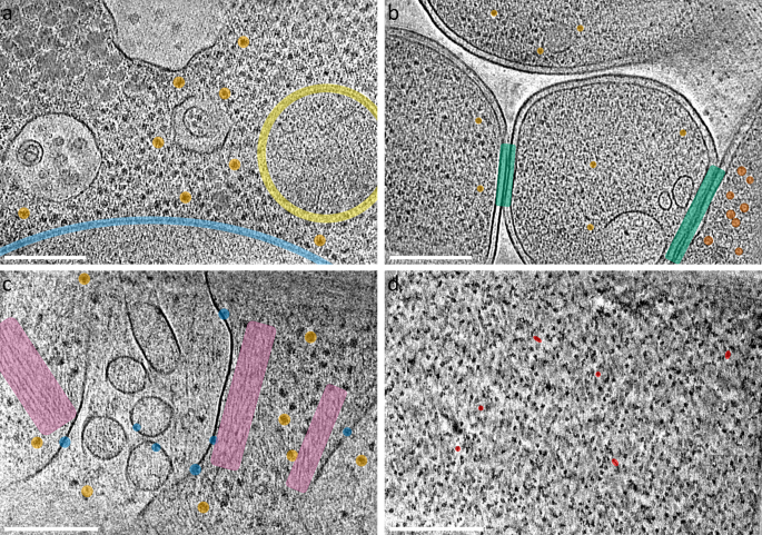 Fig. 4: Additional examples using the Waffle Method.