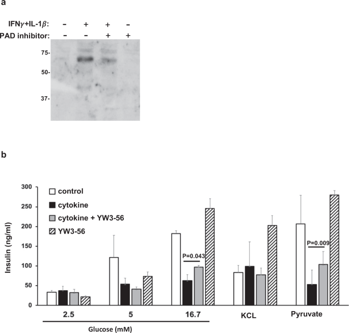 Fig. 4: PAD inhibitor reduces overall citrulline modification and partially restores cytokine mediated defective insulin secretion in INS-1E beta cells.