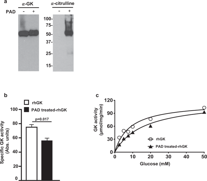 Fig. 5: Citrullination modifications in human pancreatic glucokinase.