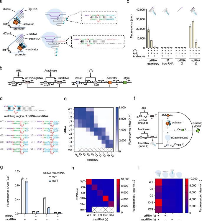 Fig. 1: Dual-RNA mediated CRISPRa system reveals the programmability of crRNA-tracrRNA hybridization.