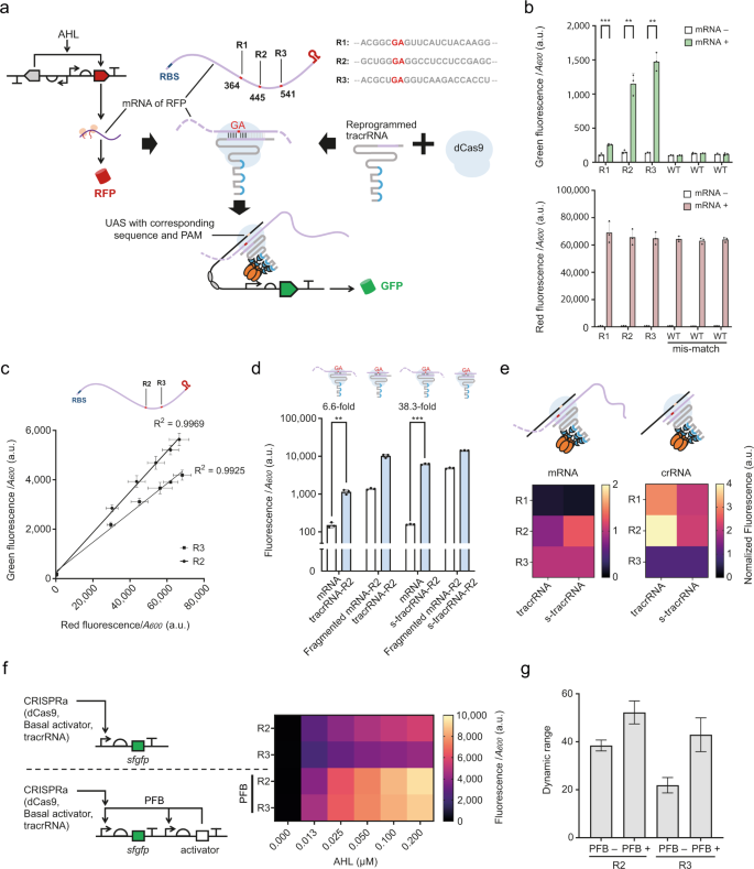 Fig. 3: Engineered tracrRNAs repurpose mRNAs into crRNAs and activate CRISPRa.