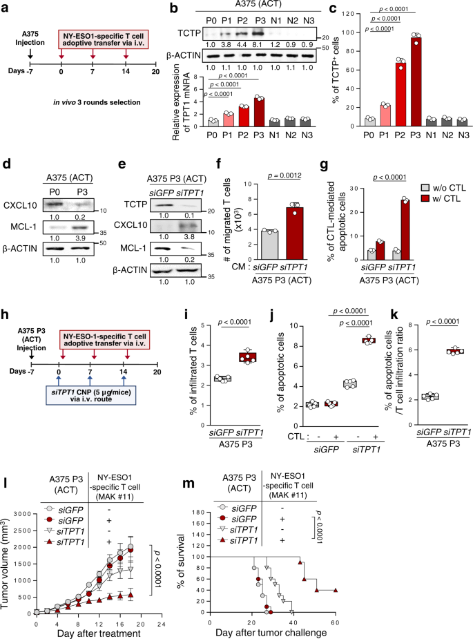 Fig. 4: CTL-mediated immune selection enriches TCTP+ immune-refractory tumor cells.
