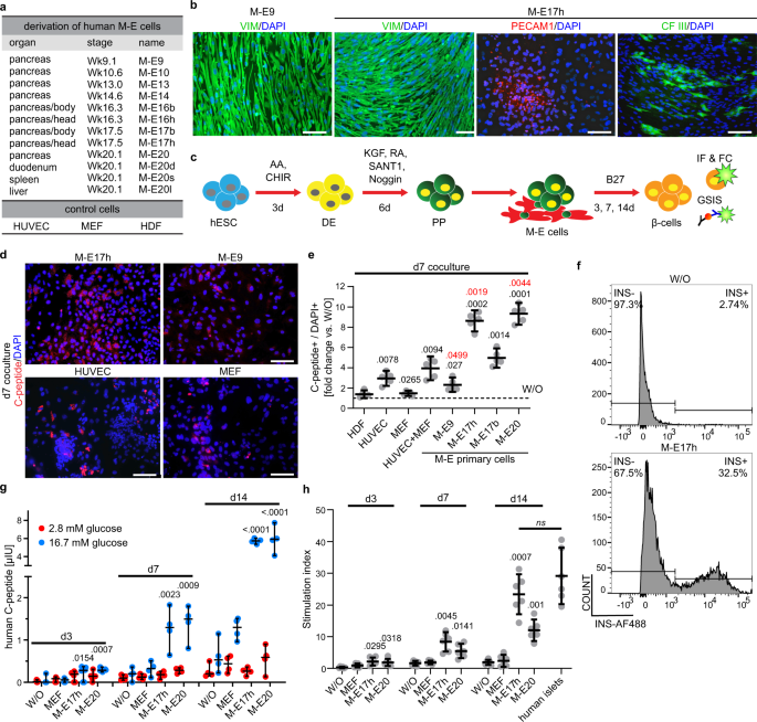 Fig. 1: Human β-cells generated in coculture with organ- and stage-specific mesenchymal-epithelial (M-E) cells secrete INS in response to high glucose levels.
