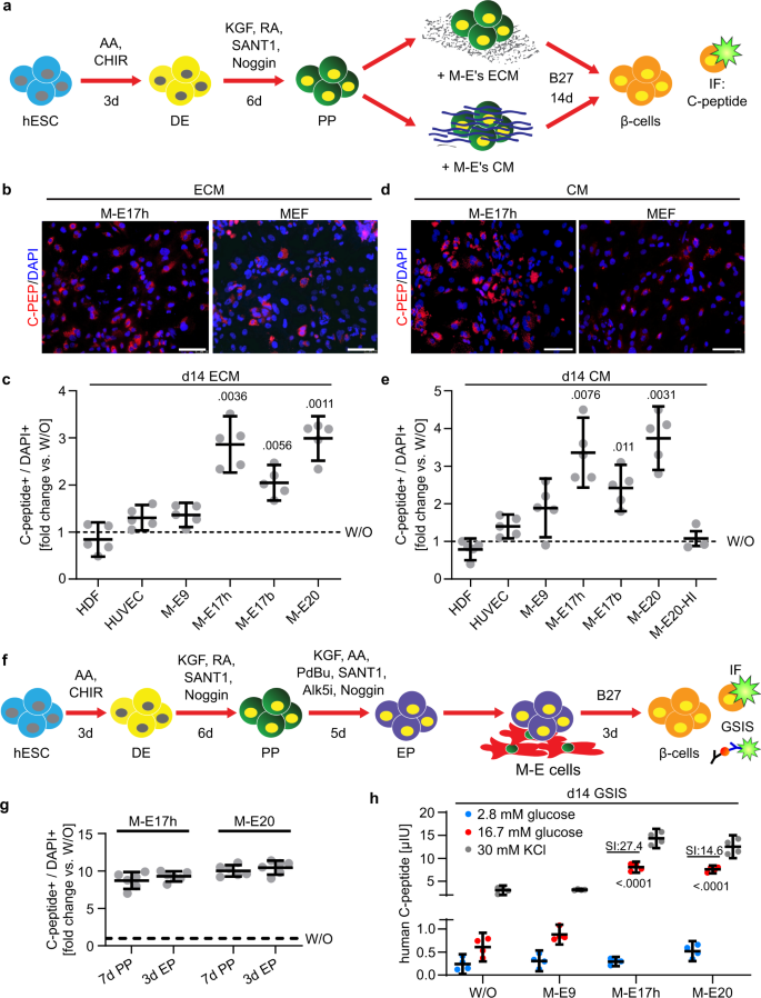Fig. 2: ECM or conditioned media from M-E cells increase C-peptide positive cells in pancreatic progenitors.