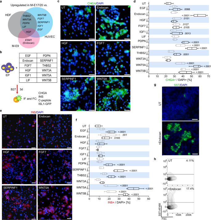 Fig. 4: Selected growth factors secreted from M-E cells differentiate hESC-derived endocrine progenitors into CHGA- and INS-positive cells.