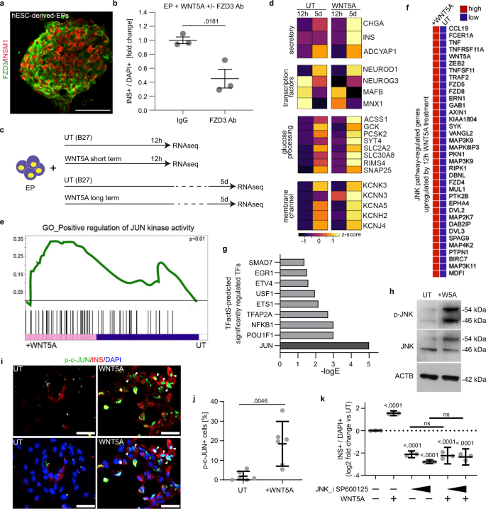 Fig. 6: Short-term WNT5A treatment activates the JNK/c-JUN pathway in human EPs.