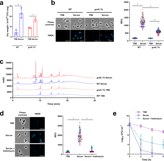 Fig. 5: GraRS-mediated increase in peptidoglycan partially explains serum-induced tolerance.