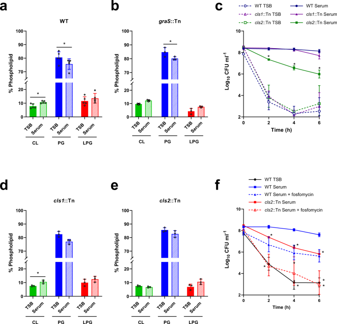 Fig. 7: GraRS-independent changes to the staphylococcal membrane also contribute to tolerance.
