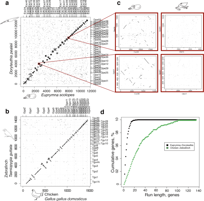 Fig. 4: Disruption of colinearity in squid, but not bird, genomes.
