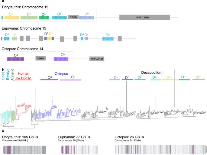 Fig. 5: Expansion of gene families.