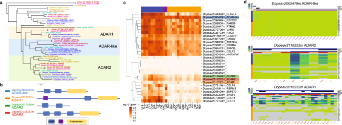 Fig. 7: Expression and editing of ADAR transcripts.